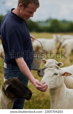 Agriculture, sheep and feed with man on farm field for help, sustainability and animal care. Labor, ecology and summer with male farmer in countryside meadow for livestock, lamb and pasture