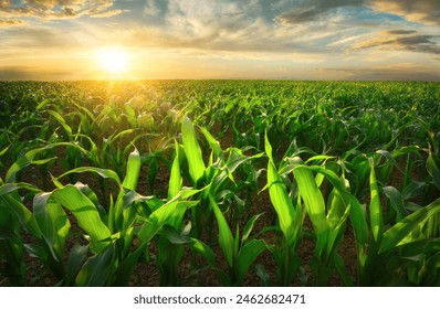 Agriculture shot of sunlit young corn plants on a fertile field at sunset. The warm light makes the translucent green leaves glow. - Powered by Shutterstock