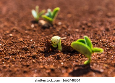 Agriculture - small green soybeans in the macro field - agribusiness - Shutterstock ID 1662448864