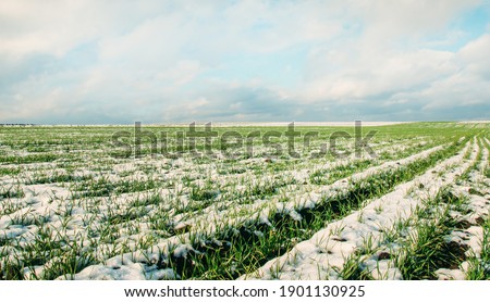 Agriculture. Snow-covered rows of wheat field. Green wheat under the snow.