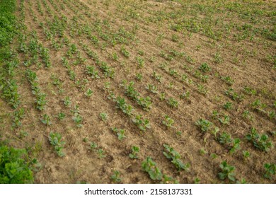 648 Spray On Bean Field Images, Stock Photos & Vectors | Shutterstock