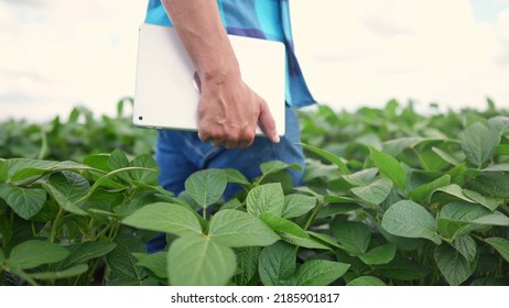 Agriculture soybean. a male farmer with a digital tablet walk in soybean plantation. farming business concept. farmer hand with digital tablet close up walking in soybean field closeup lifestyle
