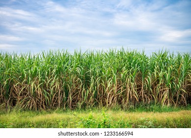 Agriculture sugarcane field farm with blue sky in sunny day background and copy space, Thailand. Sugar cane plant tree in countryside for food industry or renewable bioenergy power. - Powered by Shutterstock