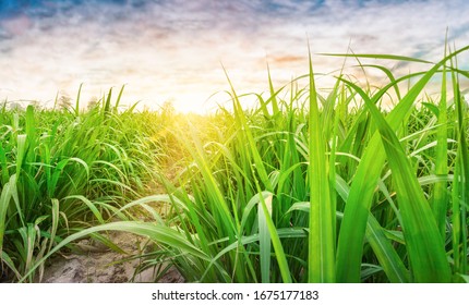 Agriculture, Sugarcane field at sunset. sugarcane is a grass of poaceae family. it taste sweet and good for health. Sugar cane plant tree in countryside for food industry or renewable bioenergy power.