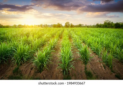 Agriculture, Sugarcane field at sunset. sugarcane is a grass of poaceae family. it taste sweet and good for health. Sugar cane plant tree in countryside for food industry or renewable bioenergy power. - Powered by Shutterstock