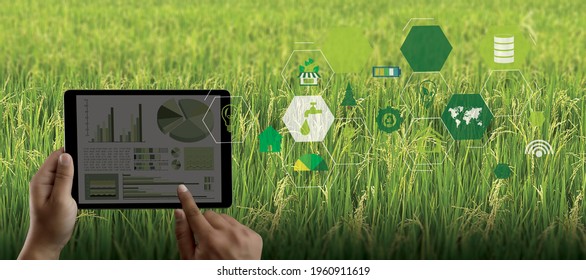 Agriculture Technology Concept Man Agronomist Using A Tablet In An Agriculture Field Read A Report Integrate Artificial Intelligence Machine Learning Technology  5G