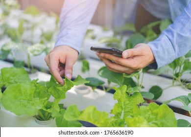 Agriculture Technology Farmer Person Using Tablet Computer, Young Beautiful Asian Female Organic Farmer Using A Digital Smart Phone Tablet Device Inside An Agricultural Plant Farm.