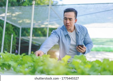 Agriculture Technology Farmer Person Using Tablet Computer, Young Beautiful Asian Female Organic Farmer Using A Digital Smart Phone Tablet Device Inside An Agricultural Plant Farm.