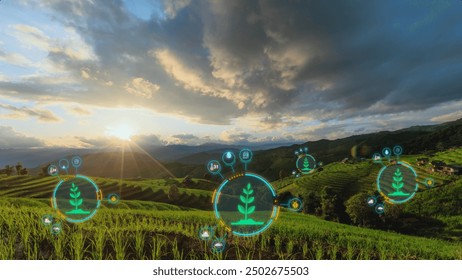 Agriculture Technology Innovation: Digital Data Symbols on Rice Fields at Sunset, Precision Farming, and Advanced Agricultural Concepts - Powered by Shutterstock