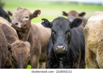 Agriculture Technology Sustainable Organic Food Production On A Cattle Beef Farm In America