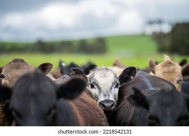 Agriculture Technology Sustainable Organic Food Production On A Cattle Beef Farm In America