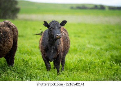 Agriculture Technology Sustainable Organic Food Production On A Cattle Beef Farm In America