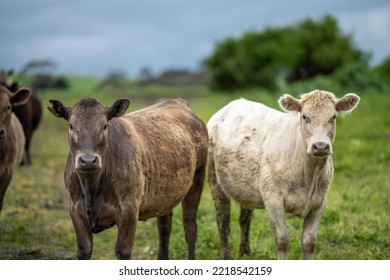 Agriculture Technology Sustainable Organic Food Production On A Cattle Beef Farm In America