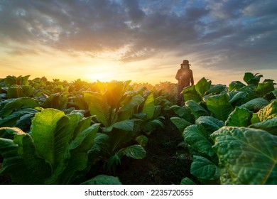 Agriculture Tobacco Farming,  A Farmers fertilizing or spraying pesticides on growing tobacco fields. tobacco leaves. - Shutterstock ID 2235720555