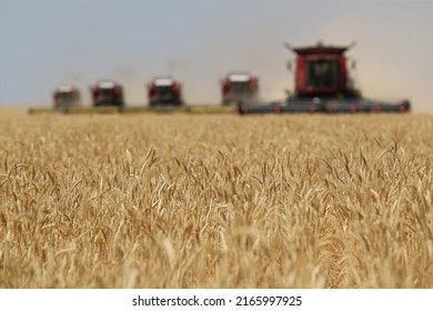 Agriculture tractor cultivating land. Combine harvester at wheat field. Combine machine working at large field