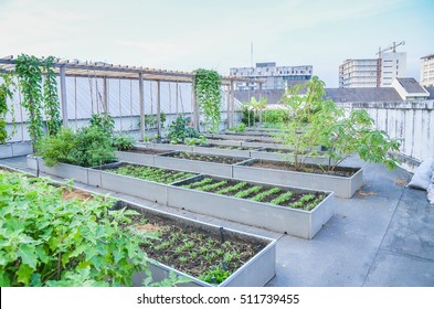 Agriculture In Urban On Rooftop