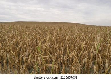 Agriculture Water Shortage Dried Up Field With Brown Corn Plants