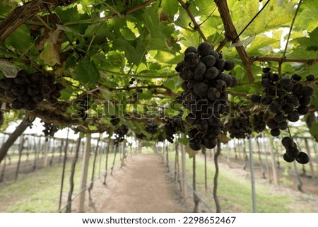 Agriculture of wine grapes in PB Valley Khao Yai, Northern Thailand.