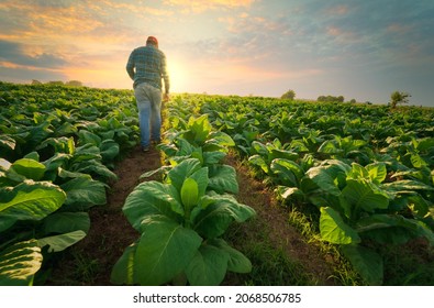 Agriculture work on cropping data analysis by tablet and flare light morning in tobacco farm field .technology for plantation data link with internet make a good plant organic product and non-toxic - Shutterstock ID 2068506785