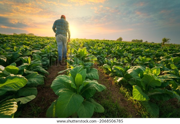 Agriculture work on cropping data analysis by\
tablet and flare light morning in tobacco farm field .technology\
for plantation data link with internet make a good plant organic\
product and\
non-toxic