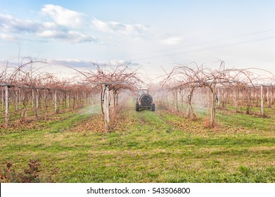 Agriculture Work. Treatment Pesticide To Fruit Trees. Kiwi Trees. In A Winter Day.