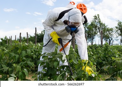 Agriculture Worker - Young Worker Spraying Organic Pesticides On Fruit Growing Plantation. 