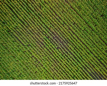 Agricultured field of blooming sunflowers at summer sunset. Panoramic view from drone. Natural flowering background with blue sky