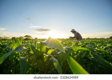 Agriculturist surveys corn plants to analyze crop growth data with application on tablet. Smart Asia Farmers uses technology. AI from tablet computers to help improve crop quality and production - Powered by Shutterstock