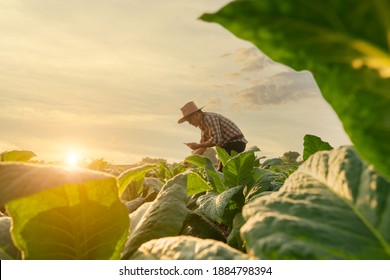 Agriculturist utilize the core data network in the Internet from the mobile to validate, test, and select the new crop method.Young farmers and tobacco farming - Shutterstock ID 1884798394