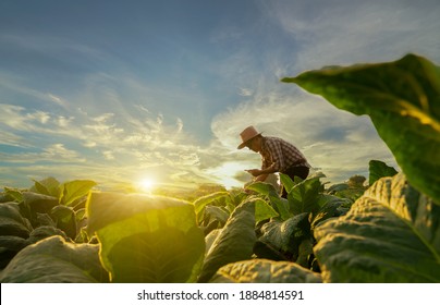 Agriculturist utilize the core data network in the Internet from the mobile to validate, test, and select the new crop method. Young farmers and tobacco farming - Shutterstock ID 1884814591