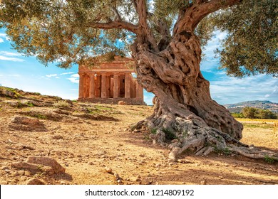 Agrigento - Temples valleyA greek temple in Sicily with an olive tree in the foreground