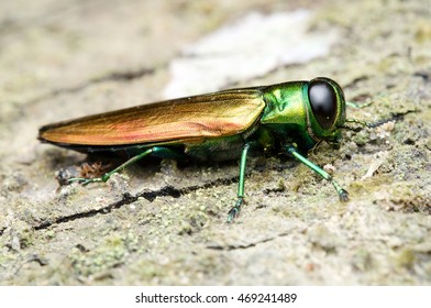 Agrilus Planipennis - Emerald Ash Borer