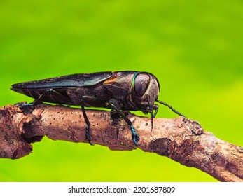 Agrilus Sp - Jewel Beetles Family Of Buprestidae.