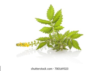 Agrimonia Eupatoria Common Agrimony Church Steeples Stock Photo ...