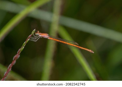 Agriocnemis pygmaea ,(pygmy wisp) is a species of damselfly in the family Coenagrionidae. It is also known as wandering midget, pygmy dartlet or wandering wisp. Female is shown in the picture.