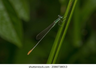 Agriocnemis pygmaea, (pygmy wisp) is a species of damselfly in the family Coenagrionidae. It is also known as wandering midget, pygmy dartlet or wandering wisp. Male is shown in the picture.