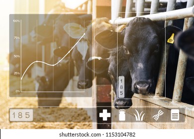 Agritech concept with dairy cows feeding in a barn and data app display overlayed. Foremost cow has yellow wireless data tag and is highlighted with box showing that it is currently selected.