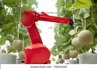 Agritech Technology Concept, Robot Use In Smart Farming Or Agriculture For Aim Of Improving Yield, Efficiency, And Profitability.it Can Be Products, Services Or Improve Various Input/output Processes.