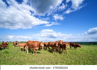 Agro-cultural rural landscape. Brown cow herd grazing in an spring pasture, Aukstaitija region, Lithuania. 29 May 2020.