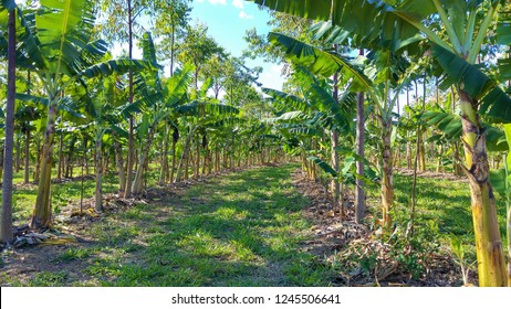 Agroforestry Of Fruits And Vegetables