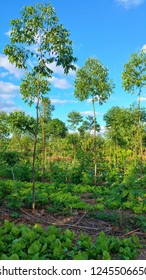 Agroforestry Of Fruits And Vegetables