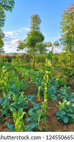 Agroforestry Of Fruits And Vegetables