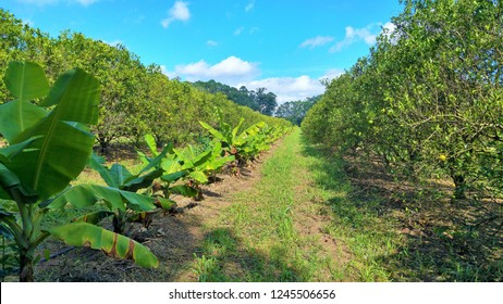 Agroforestry Of Fruits And Vegetables