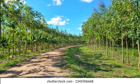 Agroforestry Of Fruits And Vegetables