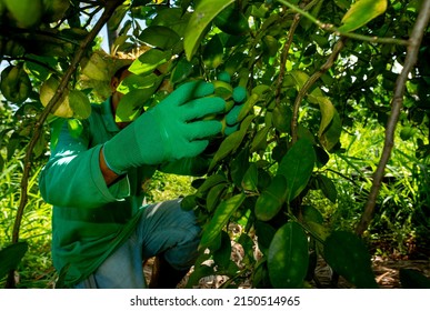 Agroforestry System, Hands Picking Limes On A Plantation