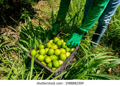 Agroforestry System, Man Hands Picking Limes On A Plantation.