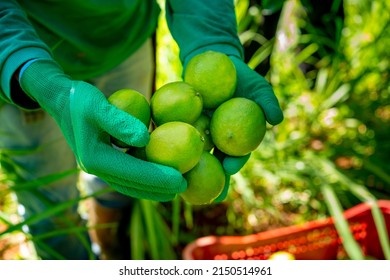 Agroforestry System, Man Hands Picking Limes On A Plantation