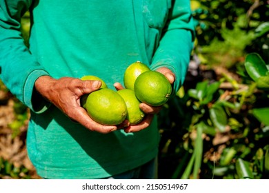 Agroforestry System, Man Hands Picking Limes On A Plantation