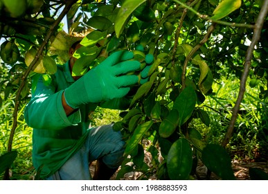 Agroforestry System, Man Picking Limes On A Plantation