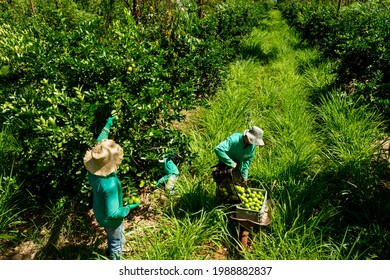 Agroforestry System, Men Picking Limes On A Plantation